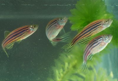 上墳的魚，帶鱗還是不帶鱗？傳統習俗中的文化深意，上墳用魚帶鱗與否？揭秘傳統祭祀中的文化寓意 上墳的魚，帶鱗還是不帶鱗？傳統習俗中的文化深意，上墳用魚帶鱗與否？揭秘傳統祭祀中的文化寓意 龍魚百科 第3張