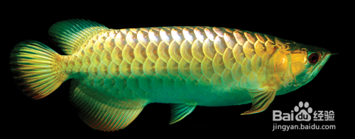 魚缸里的水總是渾濁是什么原因造成的怎么解決（魚缸里的水總是很渾濁）