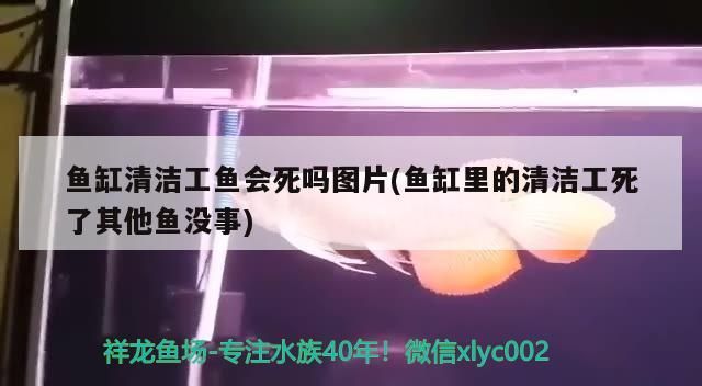魚(yú)缸清潔工魚(yú)會(huì)死嗎圖片(魚(yú)缸里的清潔工死了其他魚(yú)沒(méi)事)