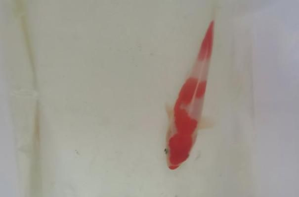 春季觀賞魚防病（春季觀賞魚的防病工作應從飼料投喂管理開始）