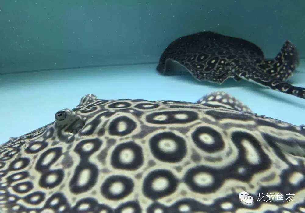 新入缸魟魚(yú)幾天可以喂食吃：新入缸的魟魚(yú)在適應(yīng)新環(huán)境后才能開(kāi)始喂食