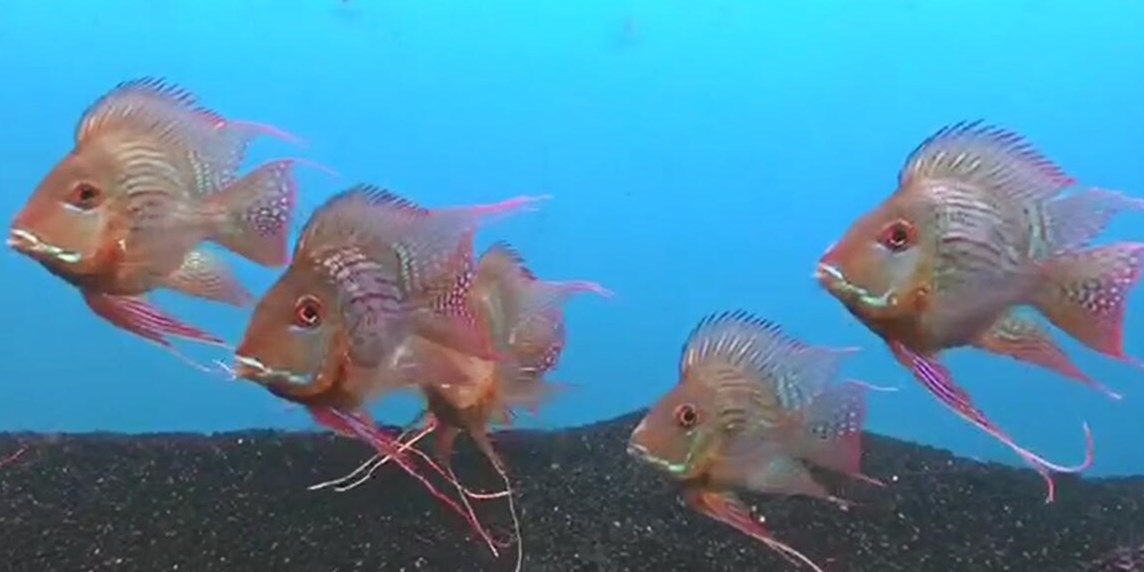 祥龍進口元寶鳳凰魚黑色底砂飼養：元寶鳳凰魚黑色底砂飼養