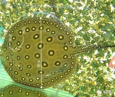 魟魚能長多大？：魟魚的體型受到多種因素的影響