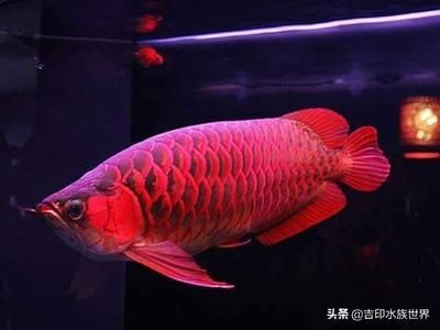 紅龍魚受到驚嚇怎么辦：紅龍魚受驚后的飲食調整，紅龍魚適應新環境技巧，紅龍魚飼養常見誤區