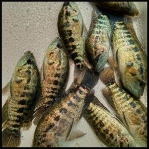 天津紅龍魚苗批發市場在哪里：天津紅龍魚苗批發市場