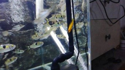 虎魚吃食視頻：虎魚吃食視頻_虎魚吃食 虎魚吃食視頻：虎魚吃食視頻_虎魚吃食 虎魚百科 第2張