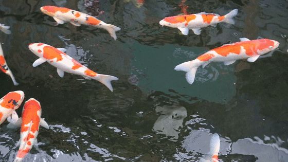 水族館動態(tài)手機免費壁紙（水族館動態(tài)壁紙） 水族館動態(tài)手機免費壁紙（水族館動態(tài)壁紙） 水族館百科（水族館加盟） 第1張