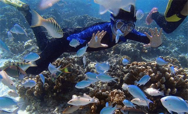 水族館動態(tài)手機免費壁紙（水族館動態(tài)壁紙） 水族館動態(tài)手機免費壁紙（水族館動態(tài)壁紙） 水族館百科（水族館加盟） 第2張