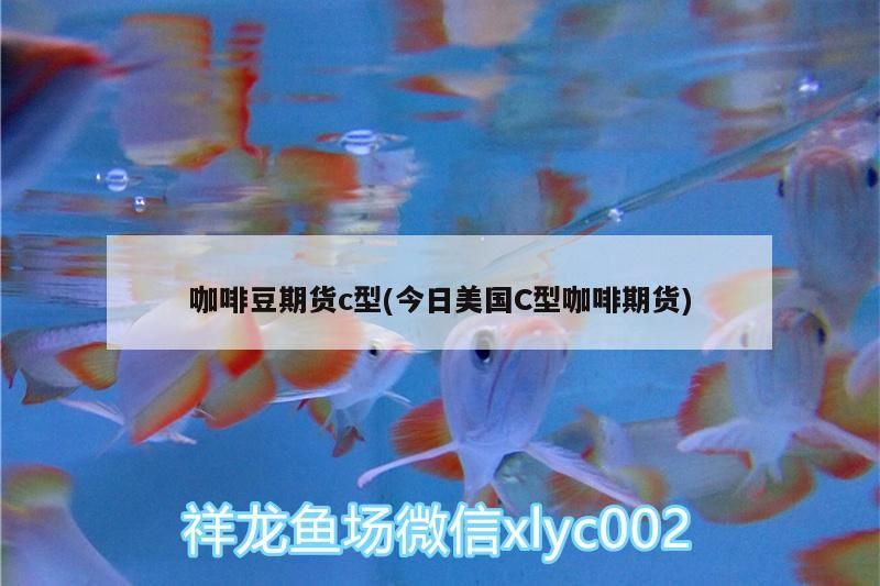 我的虎魚真菌感染了要怎么處理 咖啡豆期貨c型(今日美國C型咖啡期貨) 馬來西亞咖啡 咖啡豆期貨c型(今日美國C型咖啡期貨) 咖啡豆期貨c型(今日美國C型咖啡期貨) 馬來西亞咖啡
