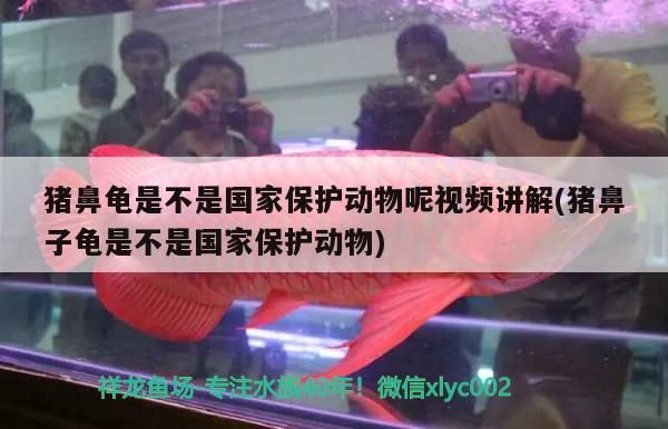 豬鼻龜是不是國家保護動物呢視頻講解(豬鼻子龜是不是國家保護動物) 豬鼻龜是不是國家保護動物呢視頻講解(豬鼻子龜是不是國家保護動物) 豬鼻龜百科