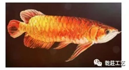 金龍魚吃魚嗎_