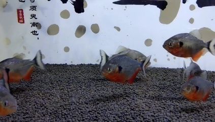 純泰虎魚多少錢一條圖片及價格：純泰虎魚多少錢一條