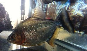 純泰虎魚多少錢一條圖片及價格：純泰虎魚多少錢一條