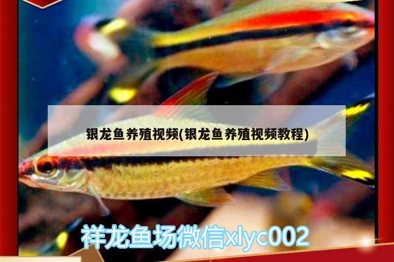 銀龍魚養殖視頻(銀龍魚養殖視頻教程)