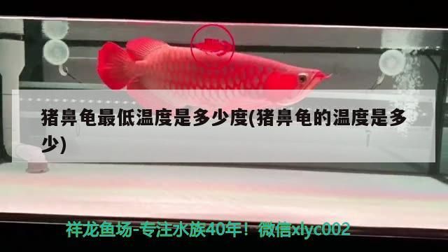 豬鼻龜最低溫度是多少度(豬鼻龜的溫度是多少)