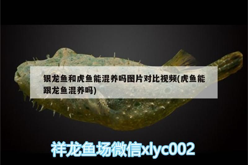 銀龍魚和虎魚能混養嗎圖片對比視頻(虎魚能跟龍魚混養嗎) 銀龍魚和虎魚能混養嗎圖片對比視頻(虎魚能跟龍魚混養嗎) 虎魚百科