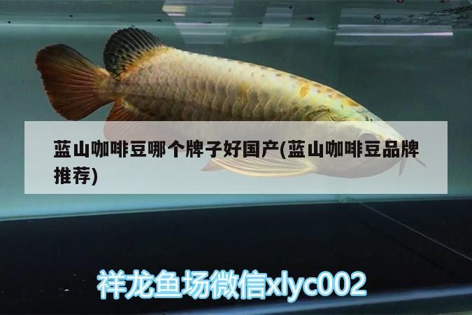 藍山咖啡豆哪個牌子好國產(藍山咖啡豆品牌推薦)