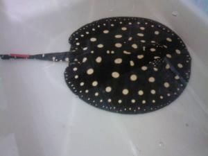 魟魚的毒刺能不能剪出來：魟魚的毒刺可以剪出來嗎？