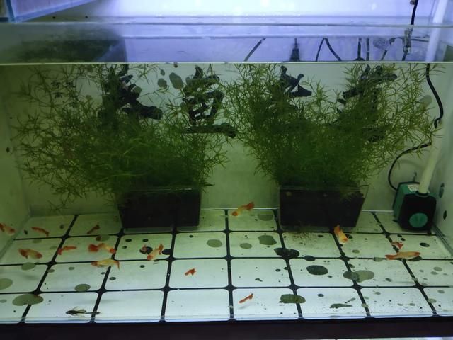 380的魚(yú)缸可以養(yǎng)多少魚(yú)苗：380魚(yú)缸的日常管理與維護(hù)