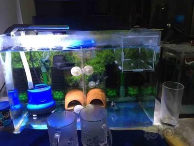 380的魚(yú)缸可以養(yǎng)多少魚(yú)苗：380魚(yú)缸的日常管理與維護(hù)