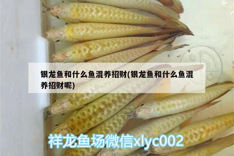 銀龍魚和什么魚混養(yǎng)招財(銀龍魚和什么魚混養(yǎng)招財呢)