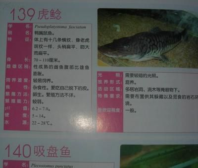 三月三上供肉，傳統祭祀中的文化傳承與民俗深意，三月三上供肉，傳統祭祀的文化傳承與民俗深意探析