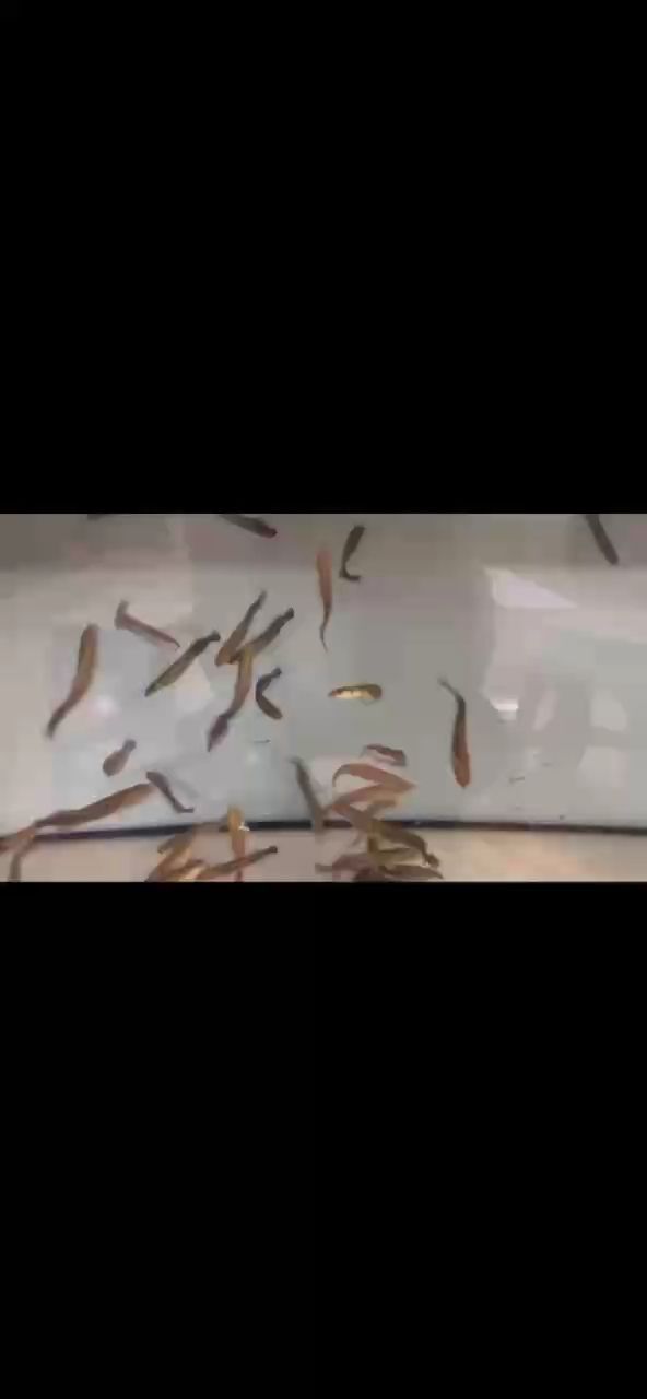 這是我的夢想