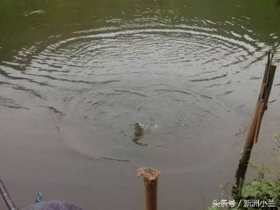 三條魚一般人鎮不住，揭秘那些令人望而生畏的神秘魚類，揭秘三條令人望而生畏的神秘魚類，一般人根本鎮不住！