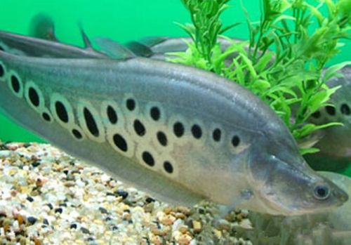 三條魚放客廳好不好？風(fēng)水、美觀與飼養(yǎng)全解析，三條魚放客廳好不好？風(fēng)水、美觀與飼養(yǎng)全指南