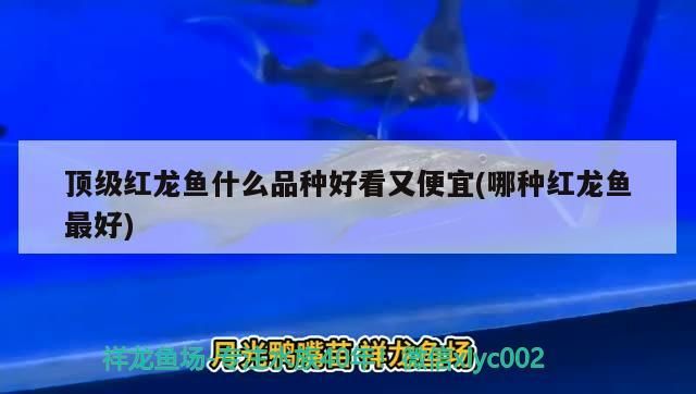 頂級紅龍魚什么品種好看又便宜(哪種紅龍魚最好)