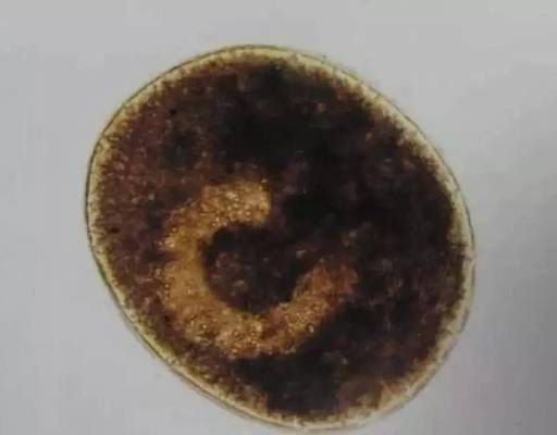 三條魚的寓意，解析其象征意義與文化內涵，三條魚的寓意，象征意義與文化內涵解析