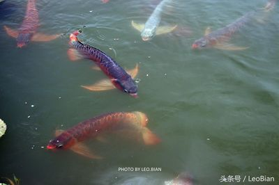 紅龍魚(yú)哪個(gè)漁場(chǎng)的好：紅龍魚(yú)養(yǎng)殖技術(shù)哪家強(qiáng)紅龍魚(yú)原產(chǎn)地特色介紹