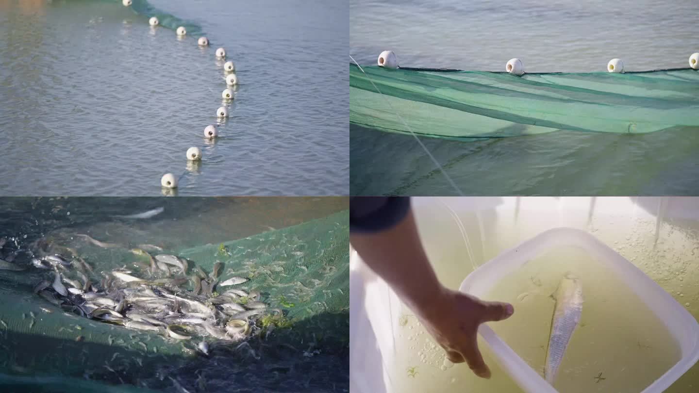 三條魚在風水中的象征意義與應用，三條魚在風水中的象征寓意與布局應用 三條魚在風水中的象征意義與應用，三條魚在風水中的象征寓意與布局應用 龍魚百科 第2張