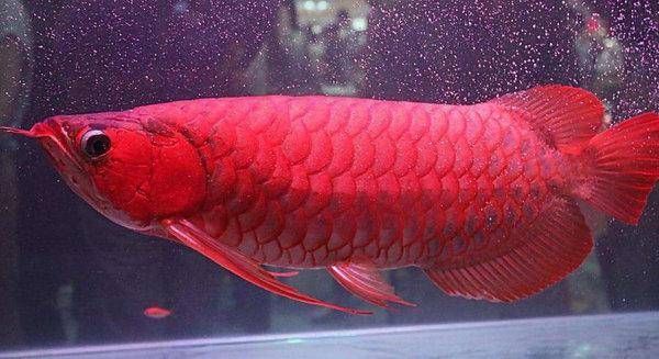 紅龍魚和什么魚一起養比較好看：紅龍魚與其他大型魚類一起養是一種不錯的選擇