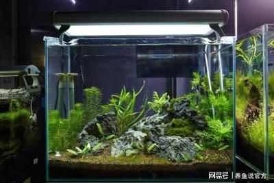 魚缸用純凈水還是礦泉水，魚缸用純凈水還是礦泉水，選擇哪種水更有利于魚類健康和生長