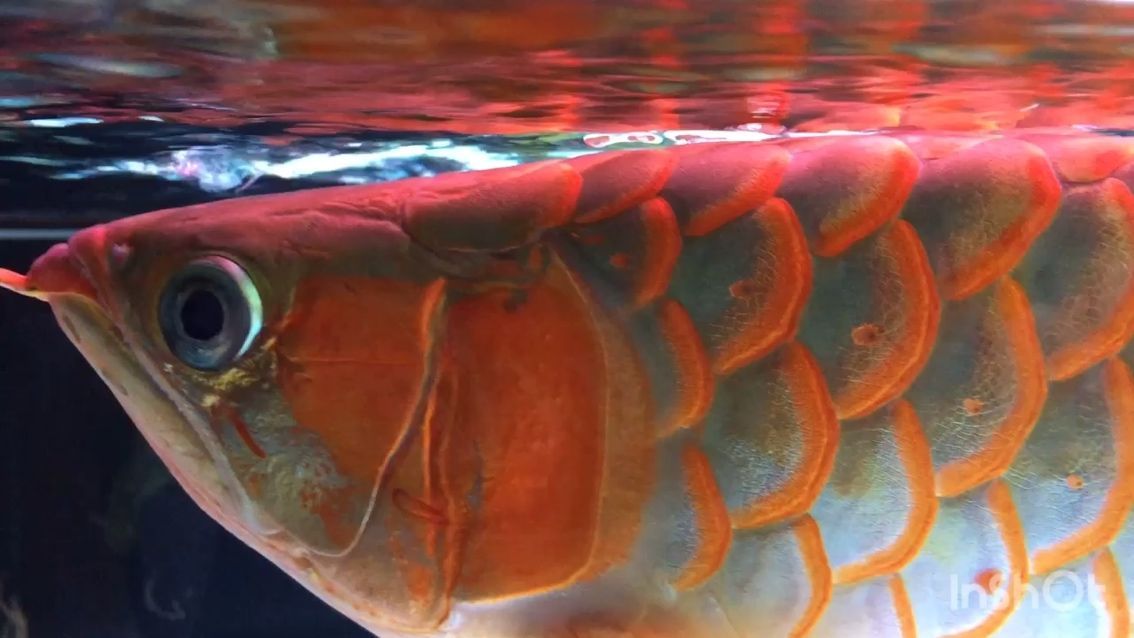 惠州買觀賞魚的地方在哪（粵溪南路口附近哪里有機(jī)場）