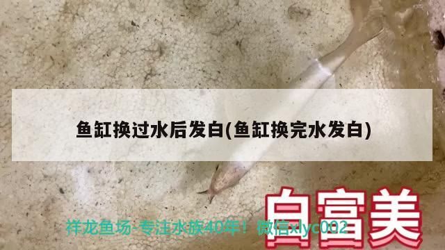 魚缸換過水后發白(魚缸換完水發白)