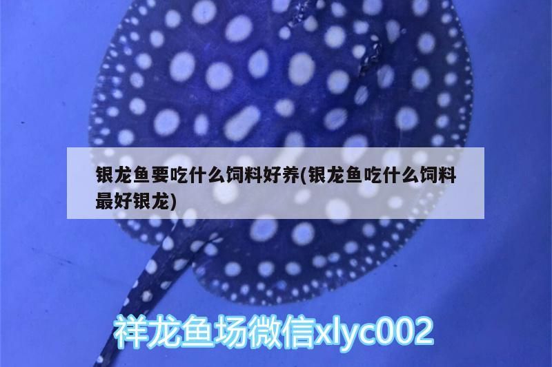 銀龍魚要吃什么飼料好養(銀龍魚吃什么飼料最好銀龍)