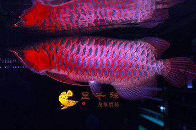 三條龍魚相克的食物，飼養禁忌與科學搭配指南，龍魚飼養必知，三大相克食物、禁忌事項與科學搭配全指南