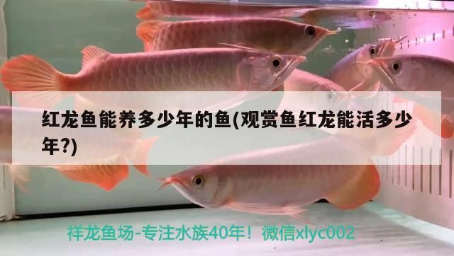 紅龍魚能養(yǎng)多少年的魚(觀賞魚紅龍能活多少年?)