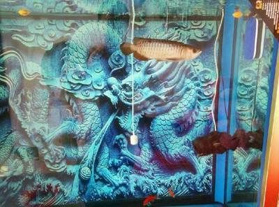 古典藍底過背金龍魚用什么背景：古典藍底過背金龍魚的背景選擇