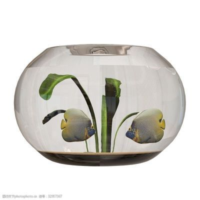廣州最大的熱帶魚市場在哪里啊視頻（廣州熱帶魚批發）