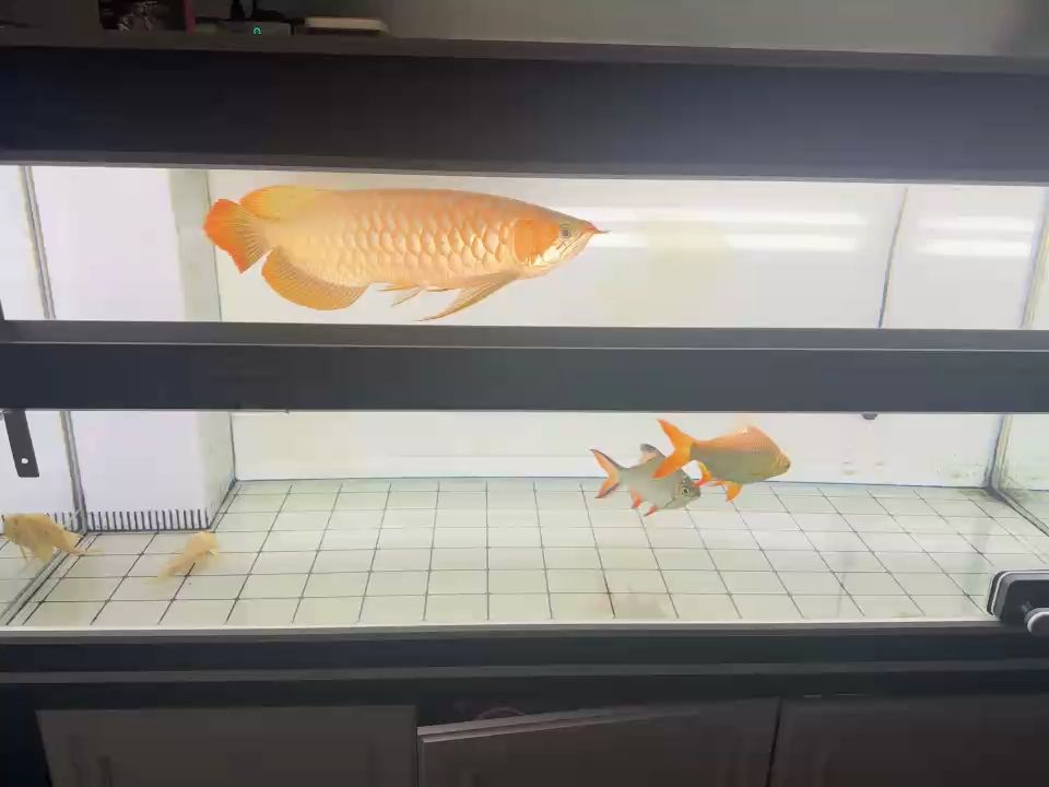 哈茶賞魚
