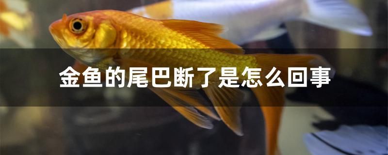 給大魚缸換水的作文:體驗(yàn)給大魚缸換水的樂(lè)趣:體驗(yàn)給大魚缸換水:給大魚缸換水的作文 金魚的尾巴斷了是怎么回事 元寶鳳凰魚百科 金魚的尾巴斷了是怎么回事 金魚的尾巴斷了是怎么回事 元寶鳳凰魚百科