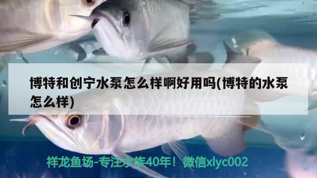 博特和創寧水泵怎么樣啊好用嗎(博特的水泵怎么樣)