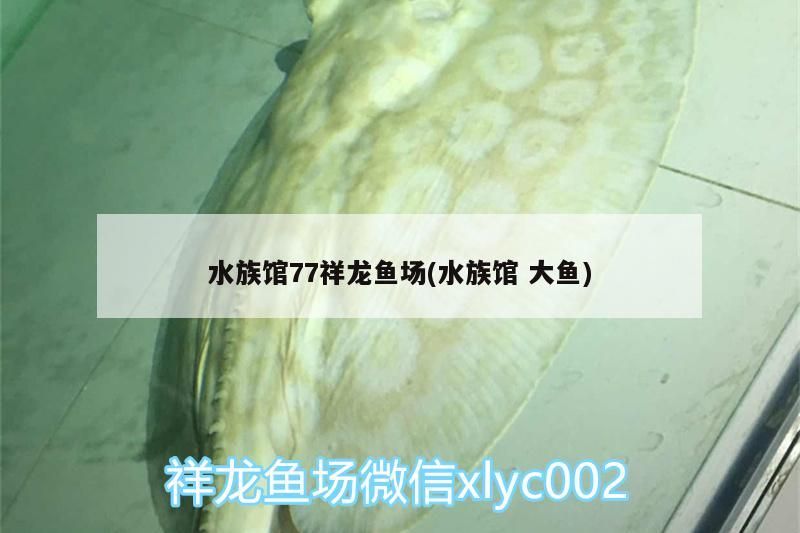 水族館77祥龍魚場(水族館大魚)
