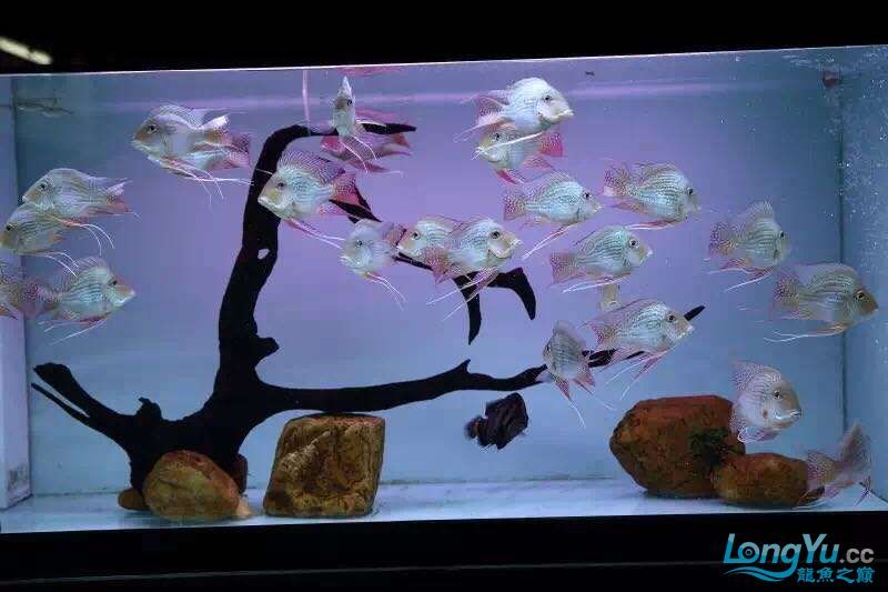 讓我再次介紹最美配魚元寶鳳凰 讓我再次介紹最美配魚元寶鳳凰 元寶鳳凰魚百科 第6張