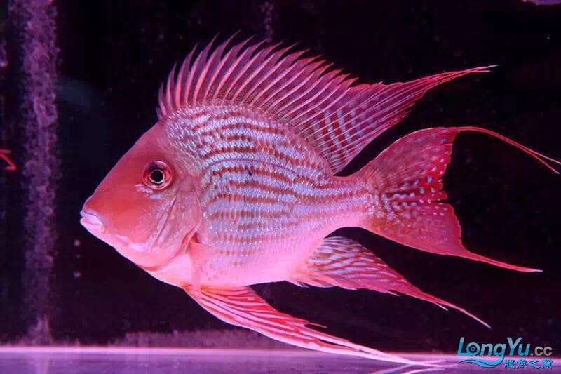 讓我再次介紹最美配魚元寶鳳凰 讓我再次介紹最美配魚元寶鳳凰 元寶鳳凰魚百科 第4張