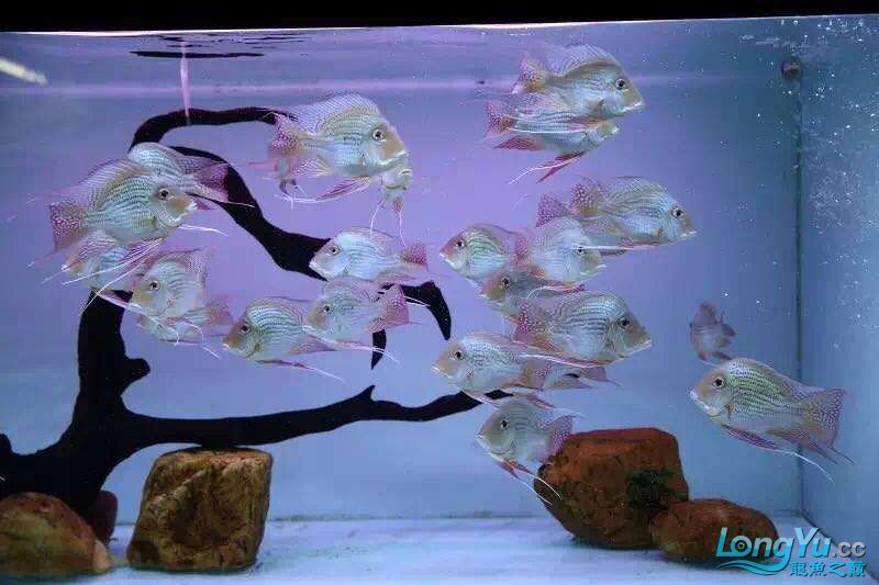 讓我再次介紹最美配魚元寶鳳凰 讓我再次介紹最美配魚元寶鳳凰 元寶鳳凰魚百科 第5張