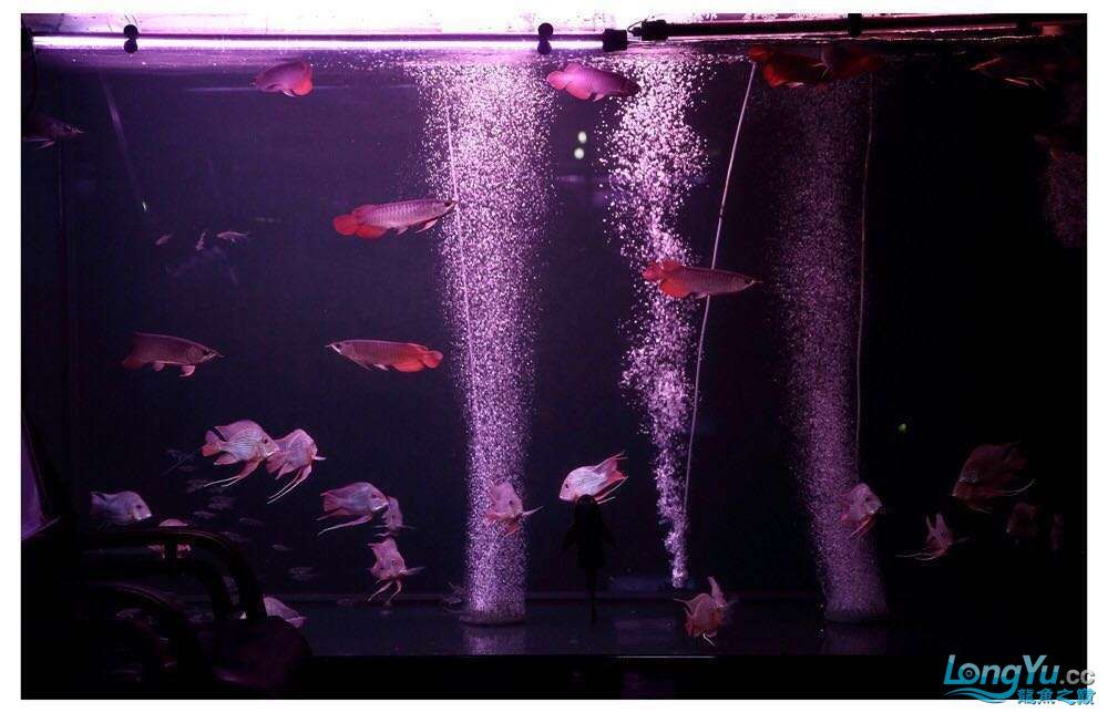 讓我再次介紹最美配魚元寶鳳凰 讓我再次介紹最美配魚元寶鳳凰 元寶鳳凰魚百科 第8張